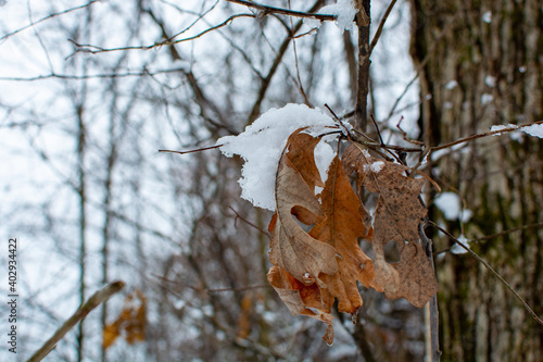 Wallpaper Mural Hiking path in woods after a fresh coat of snow. Torontodigital.ca