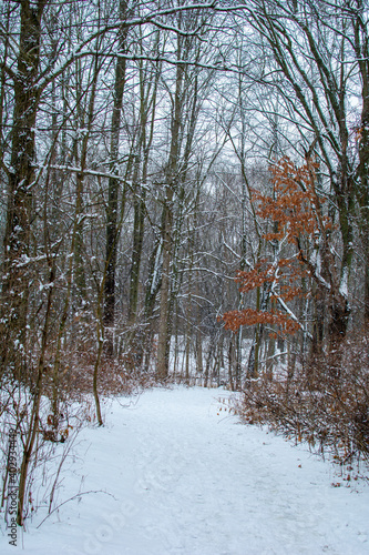 Wallpaper Mural Hiking path in woods after a fresh coat of snow. Torontodigital.ca