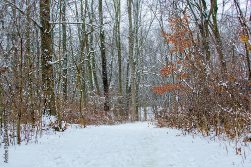 Wallpaper Mural Hiking path in woods after a fresh coat of snow. Torontodigital.ca