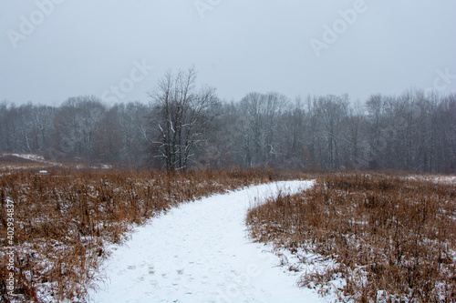Wallpaper Mural Beautiful snowy landscape seen while hiking. There is a fresh coat of bright white snow on the ground and a colorful plain of yellow and brown foliage on either side of a hiking path. Torontodigital.ca