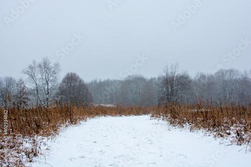 Wallpaper Mural Beautiful snowy landscape seen while hiking. There is a fresh coat of bright white snow on the ground and a colorful plain of yellow and brown foliage on either side of a hiking path. Torontodigital.ca