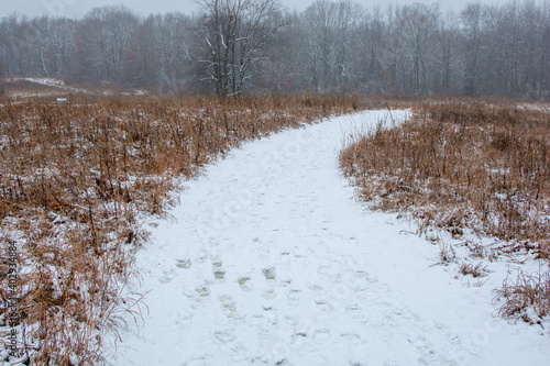 Wallpaper Mural Beautiful snowy landscape seen while hiking. There is a fresh coat of bright white snow on the ground and a colorful plain of yellow and brown foliage on either side of a hiking path. Torontodigital.ca