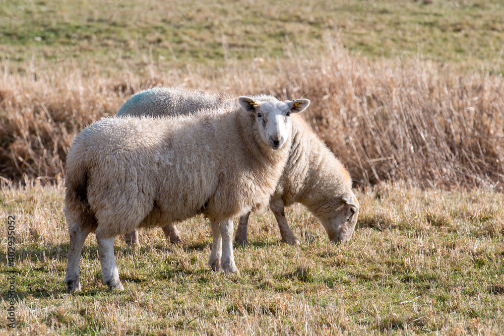 Multiple sheep grazing in a green grassy field. The sheep have light beige wool with a white face. There are a wooden fence and gate in the foreground. A large hay field and wire fence form a pen. Multiple sheep grazing in a green grassy field. The sheep have light beige wool with a white face. There are a wooden fence and gate in the foreground. A large hay field and wire fence form a pen.