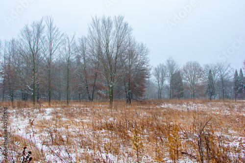 Wallpaper Mural Beautiful snowy landscape seen while hiking. There is a fresh coat of bright white snow on the ground and a colorful plain of yellow and brown foliage on either side of a hiking path. Torontodigital.ca