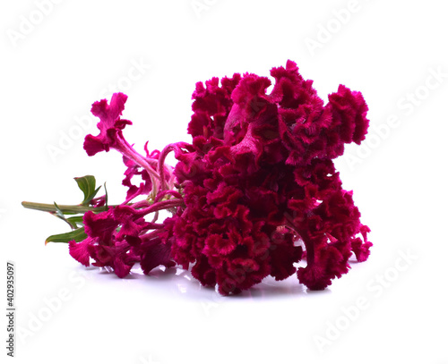 Celosia argentea or The silver cock's comb on a nature backgroun