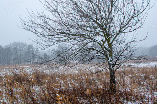 Wallpaper Mural Beautiful snowy landscape seen while hiking. There is a fresh coat of bright white snow on the ground and a colorful plain of yellow and brown foliage on either side of a hiking path. Torontodigital.ca
