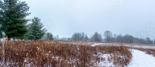 Wallpaper Mural Beautiful snowy landscape seen while hiking. There is a fresh coat of bright white snow on the ground and a colorful plain of yellow and brown foliage on either side of a hiking path. Torontodigital.ca
