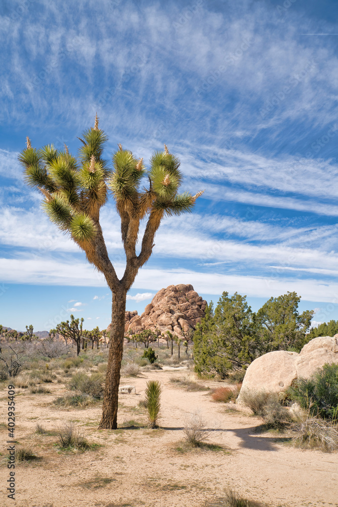 Joshua trees and giant rocks at Joshua Tree National Park on a sunny day