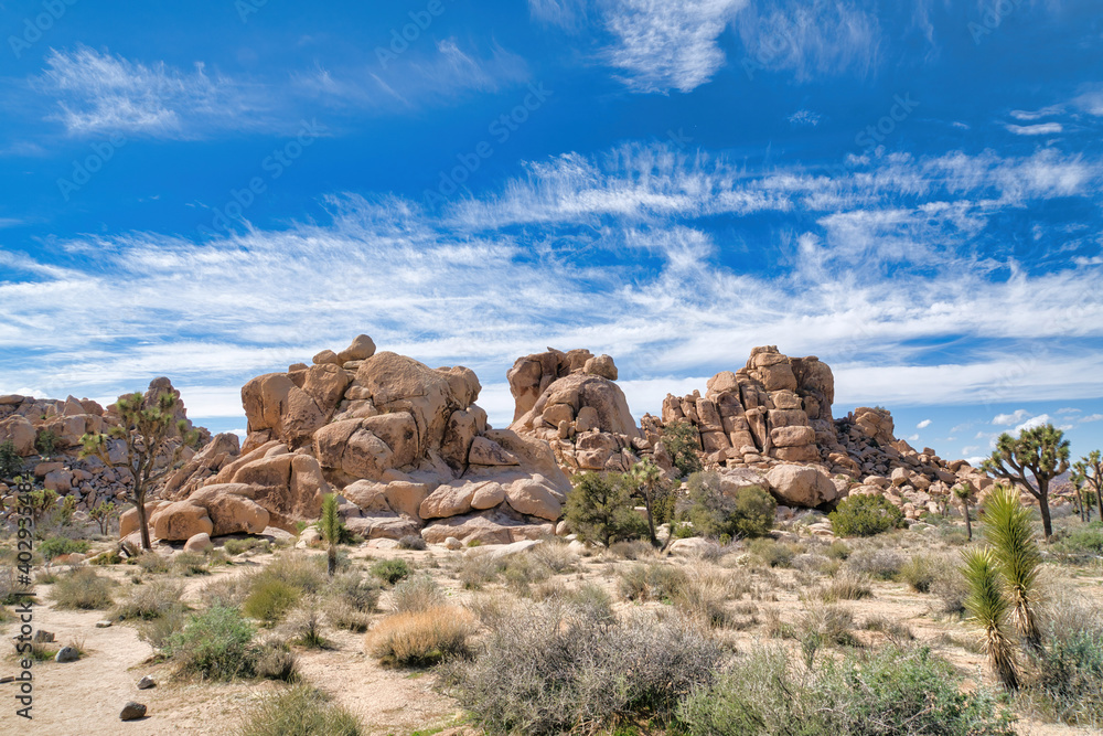 Tree yuccas and shrubs at a desert landscape in Joshua Tree National Park Tree yuccas and shrubs at a desert landscape in Joshua Tree National Park
