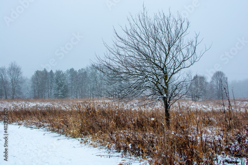 Wallpaper Mural Beautiful snowy landscape seen while hiking. There is a fresh coat of bright white snow on the ground and a colorful plain of yellow and brown foliage on either side of a hiking path. Torontodigital.ca