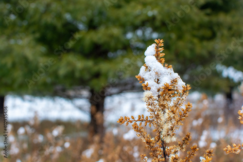 Wallpaper Mural Foliage, leaves, and weeds shown in a fresh snow. The brown, green, and yellow plants shine through the bright white snowfall. Torontodigital.ca