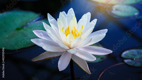 beautiful White lotus with yellow pollen on surface of pond
