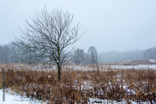 Wallpaper Mural Beautiful snowy landscape seen while hiking. There is a fresh coat of bright white snow on the ground and a colorful plain of yellow and brown foliage on either side of a hiking path. Torontodigital.ca