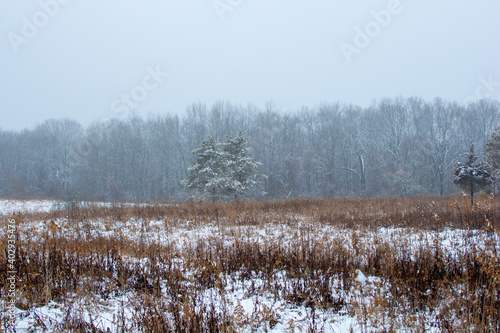 Wallpaper Mural Beautiful snowy landscape seen while hiking. There is a fresh coat of bright white snow on the ground and a colorful plain of yellow and brown foliage on either side of a hiking path. Torontodigital.ca