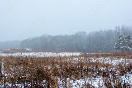 Wallpaper Mural Beautiful snowy landscape seen while hiking. There is a fresh coat of bright white snow on the ground and a colorful plain of yellow and brown foliage on either side of a hiking path. Torontodigital.ca