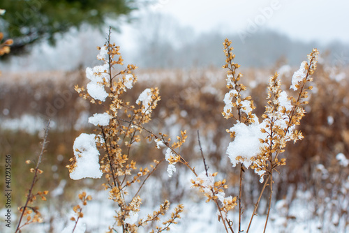 Wallpaper Mural Foliage, leaves, and weeds shown in a fresh snow. The brown, green, and yellow plants shine through the bright white snowfall. Torontodigital.ca