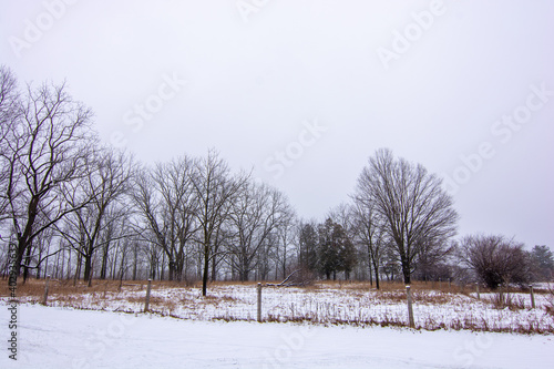 Wallpaper Mural Beautiful snowy landscape seen while hiking. There is a fresh coat of bright white snow on the ground and a colorful plain of yellow and brown foliage on either side of a hiking path. Torontodigital.ca