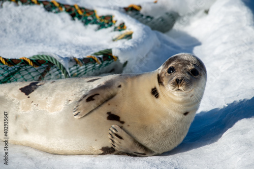 A large adult grey spotted harp seal laying on white snow and ice with its flippers on its big belly. It has long sharp claws, grey fur with large dark spots, dark eyes and long silver whiskers. 
