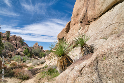 Plants trees and huge rocks in mojave desert at Joshua Tree National Park