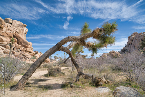 Joshua tree with green shaggy leaves and bent trunk at Joshua Tree National Park