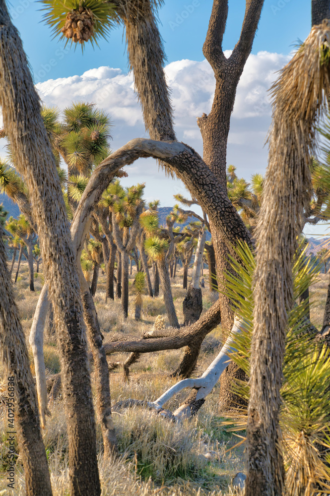 Fototapeta premium Joshua Tree National Park scenery with Joshua tree plants in the open grassland