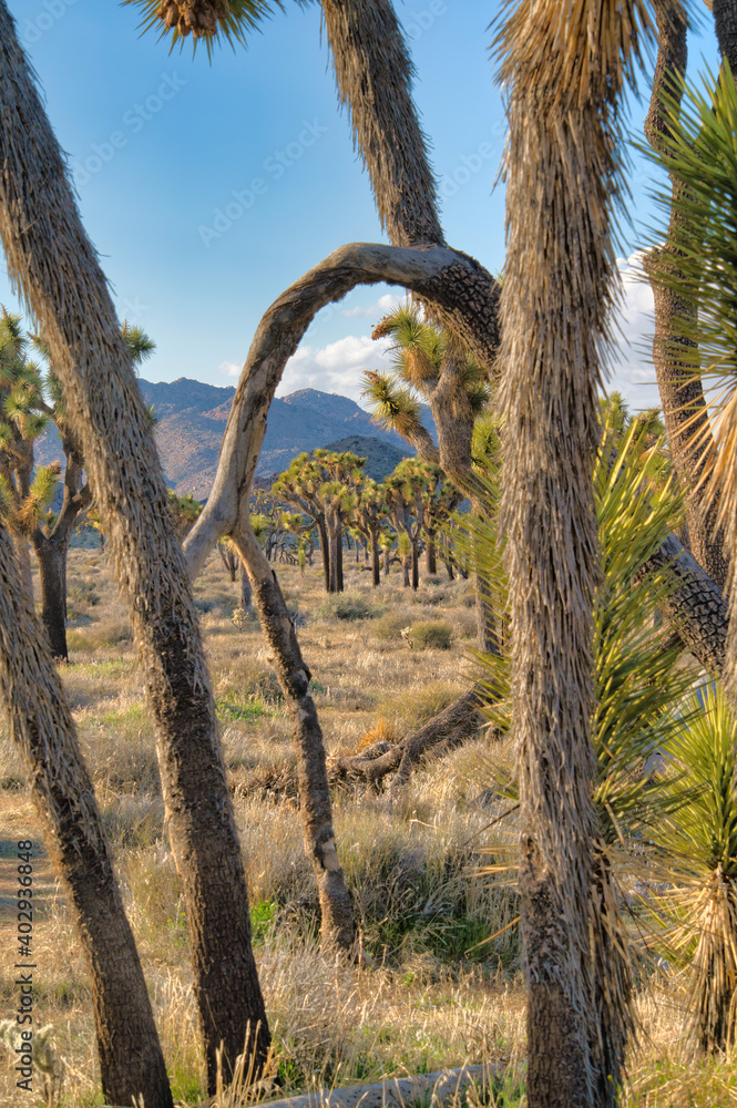 Joshua Tree National Park views with thriving Joshua trees in the grassland
