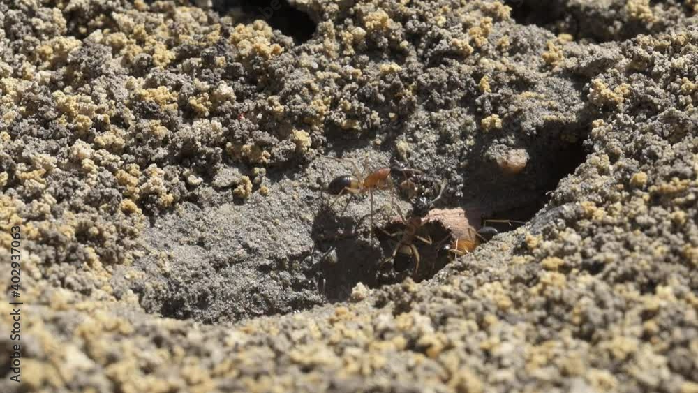 Black headed sugar ants close up, Australia, two worker ants helping each other move piece of large sandstone Black headed sugar ants close up, Australia, two worker ants helping each other move piece of large sandstone