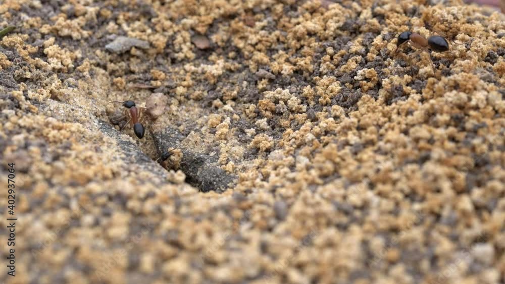 Macro ground view of Australian Black Headed Sugar Ants confirming that they are from the same nest as they exit the entrance Macro ground view of Australian Black Headed Sugar Ants confirming that they are from the same nest as they exit the entrance