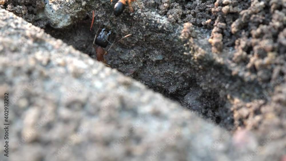 Close up of a large Australian Black Headed Sugar Ant guarding her nest entrance