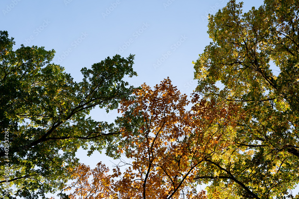 Obraz premium Colorful autumn leaves on trees lit by sunlight with a beautiful blue sky in the background. Green, brown and yellow foliage.