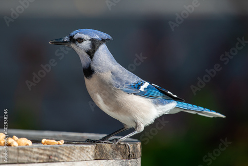 A close up of a side view of a young blue jay perched on a wooden table with multiple peanuts at its feet. The bird has black, blue and white feathers, dark eyes and a black beak. 