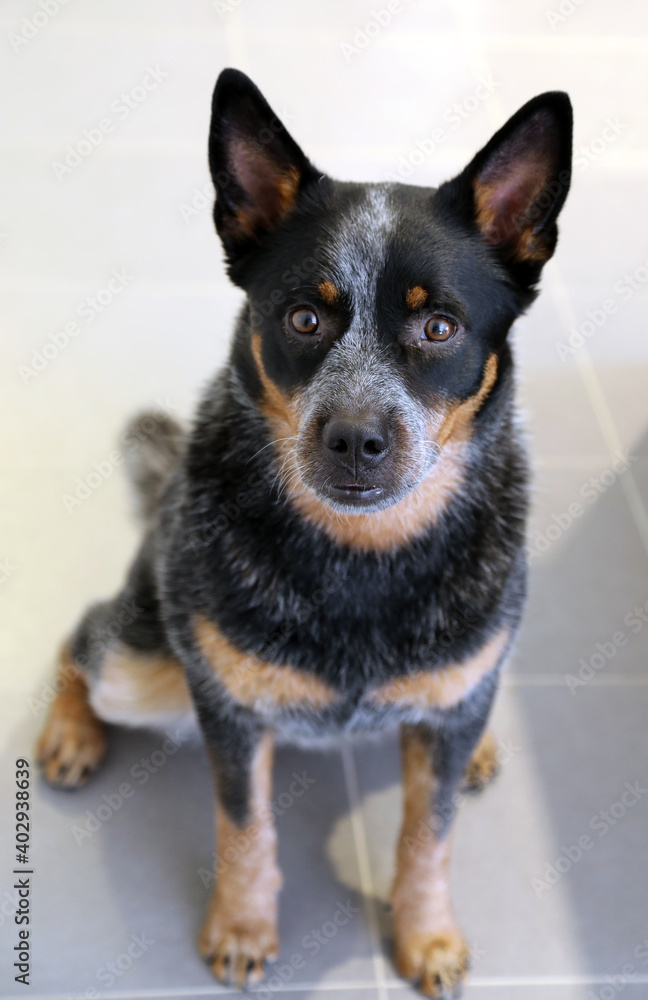 Very serious Australian Cattle Dog with beautiful markings Very serious Australian Cattle Dog with beautiful markings