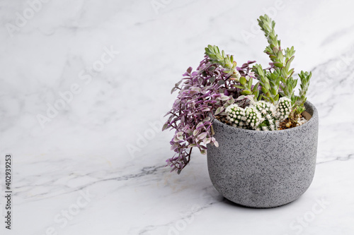 Arrangement of variety succulent house plants in pot isolated on white background.  