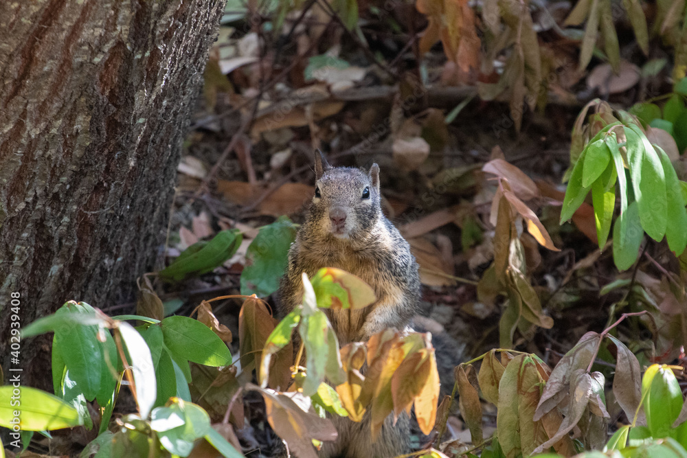Western Ground Squirrel eating an acorn Western Ground Squirrel eating an acorn