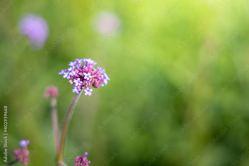 The background image of the colorful flowers The background image of the colorful flowers