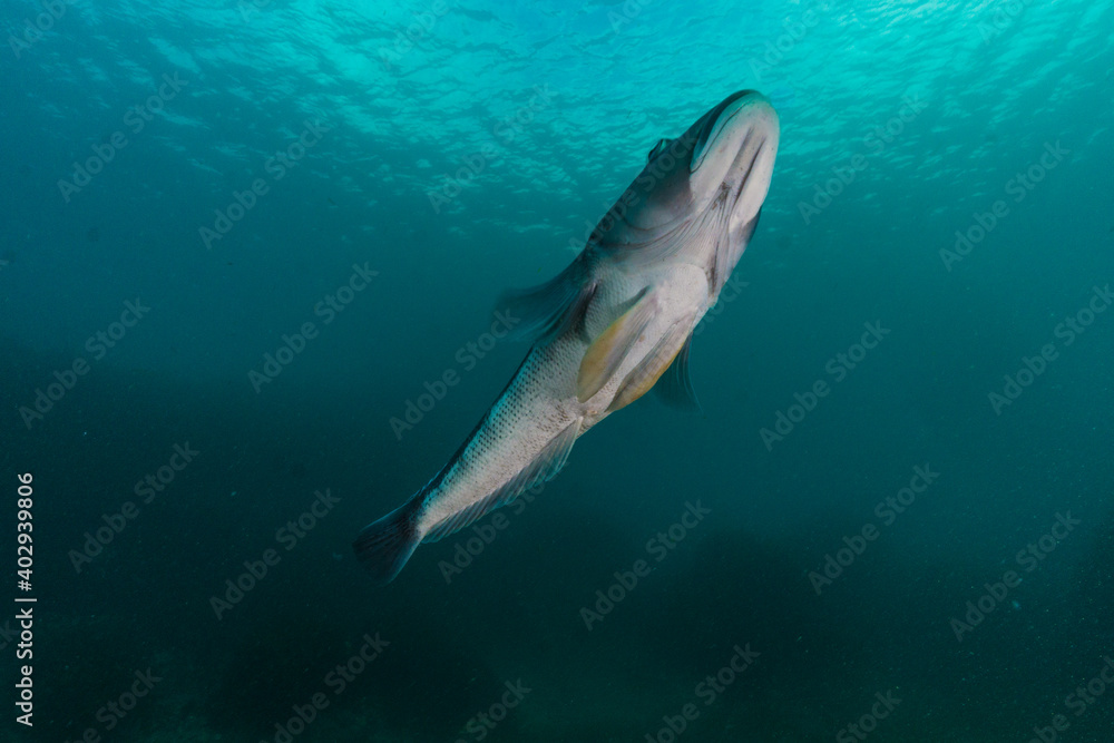 Fototapeta premium Blue cod, Parapercis colias, ventral view