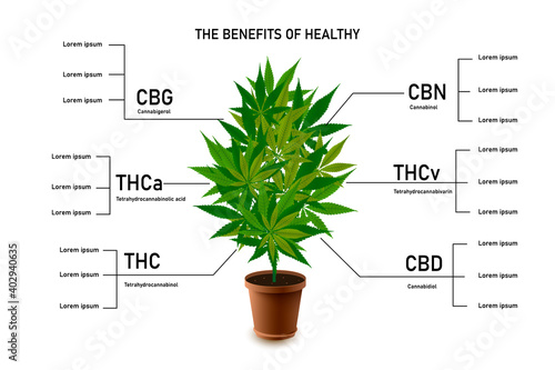 The benefits of healthy marijuana leaves cannabinoid 101 infographic