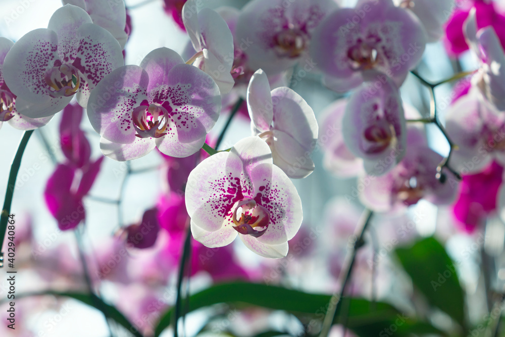 Orchid shrubs isolated. with other plants in the blurred background Orchid shrubs isolated. with other plants in the blurred background