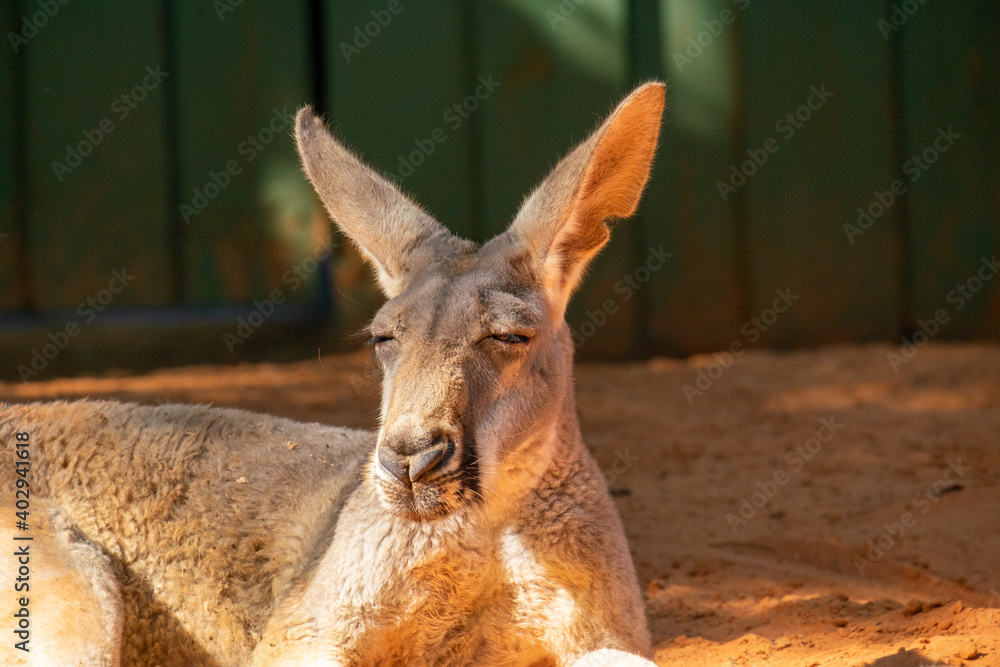 An Australian kangaroo lays on red sand. The wild animal has long tan and  brown colour