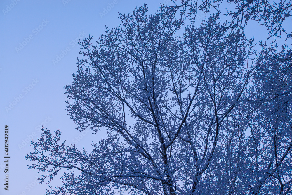 Winter trees in mountains covered with fresh snow Winter trees in mountains covered with fresh snow