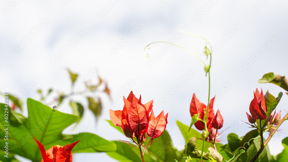 Obraz premium Red bougainvillea against blue sky clouded background