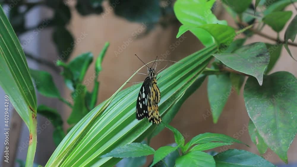 Common lime butterfly perched on a plant.