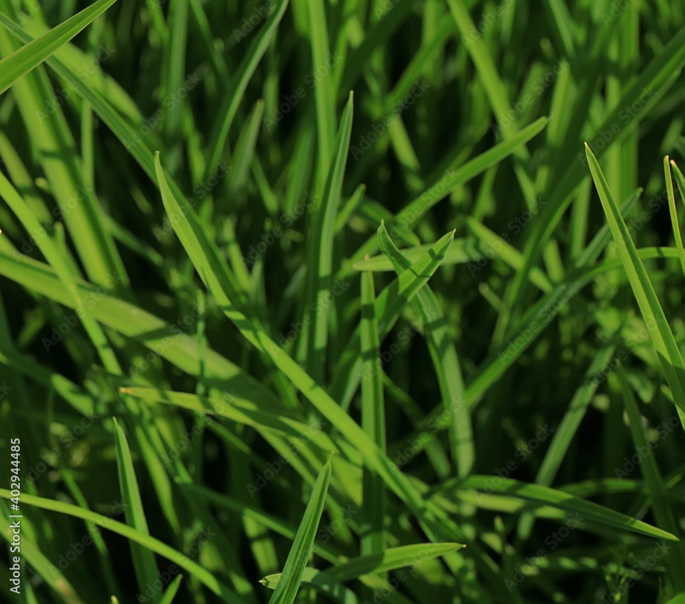 Abstract blurred, natural green background. Grass in dew.Beautiful artistic image of purity and freshness of nature, copy space. Abstract blurred, natural green background. Grass in dew.Beautiful artistic image of purity and freshness of nature, copy space.