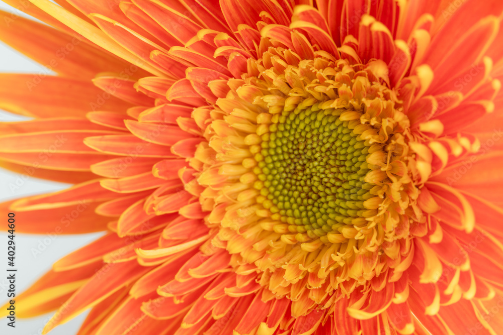 Gerberas on a white background