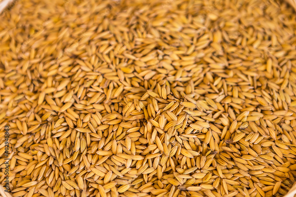 Closeup paddy seed rice background, organic rice in north of Thailand, organic food