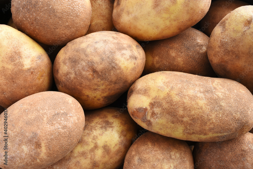 A close up image of several large organic russet potatoes in a pile. A close up image of several large organic russet potatoes in a pile.