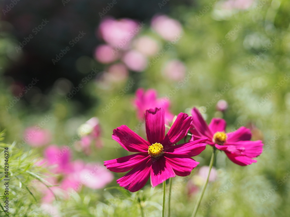 Purple, dark Pink color flower, sulfur Cosmos, Mexican Aster flowers are blooming beautifully springtime in the garden, blurred of nature background Purple, dark Pink color flower, sulfur Cosmos, Mexican Aster flowers are blooming beautifully springtime in the garden, blurred of nature background