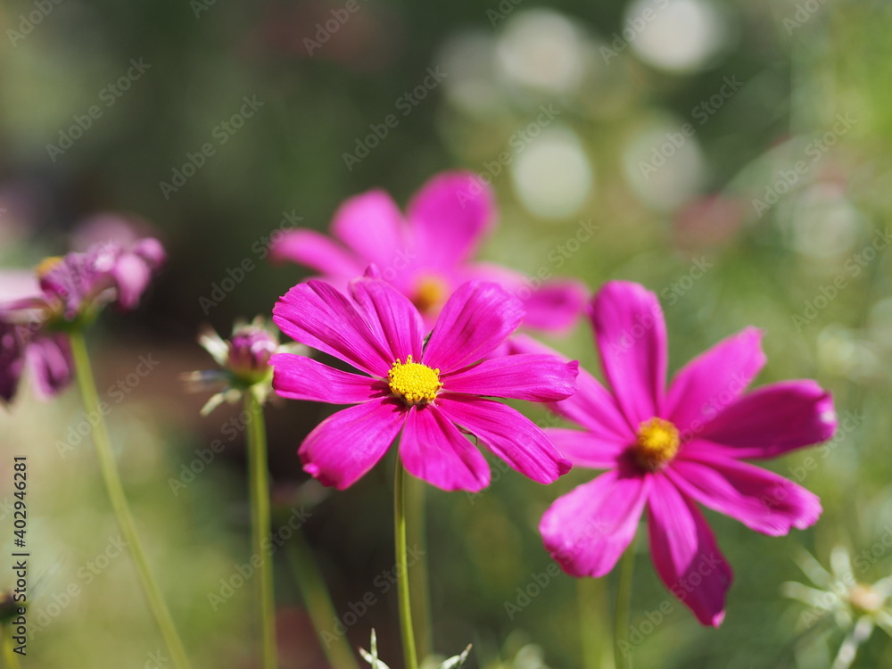 Obraz premium Purple, dark Pink color flower, sulfur Cosmos, Mexican Aster flowers are blooming beautifully springtime in the garden, blurred of nature background