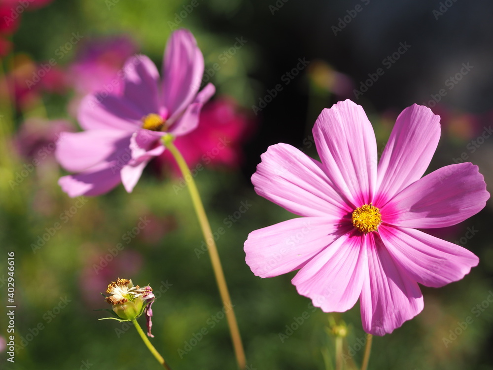 Pink color flower, sulfur Cosmos, Mexican Aster flowers are blooming beautifully springtime in the garden, blurred of nature background Pink color flower, sulfur Cosmos, Mexican Aster flowers are blooming beautifully springtime in the garden, blurred of nature background