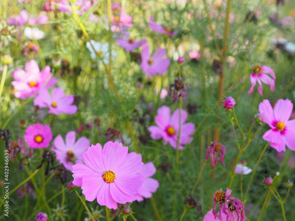Pink color flower, sulfur Cosmos, Mexican Aster flowers are blooming beautifully springtime in the garden, blurred of nature background Pink color flower, sulfur Cosmos, Mexican Aster flowers are blooming beautifully springtime in the garden, blurred of nature background